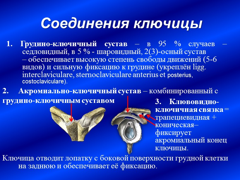 Соединения ключицы 2.     Акромиально-ключичный сустав – комбинированный с грудино-ключичным суставом